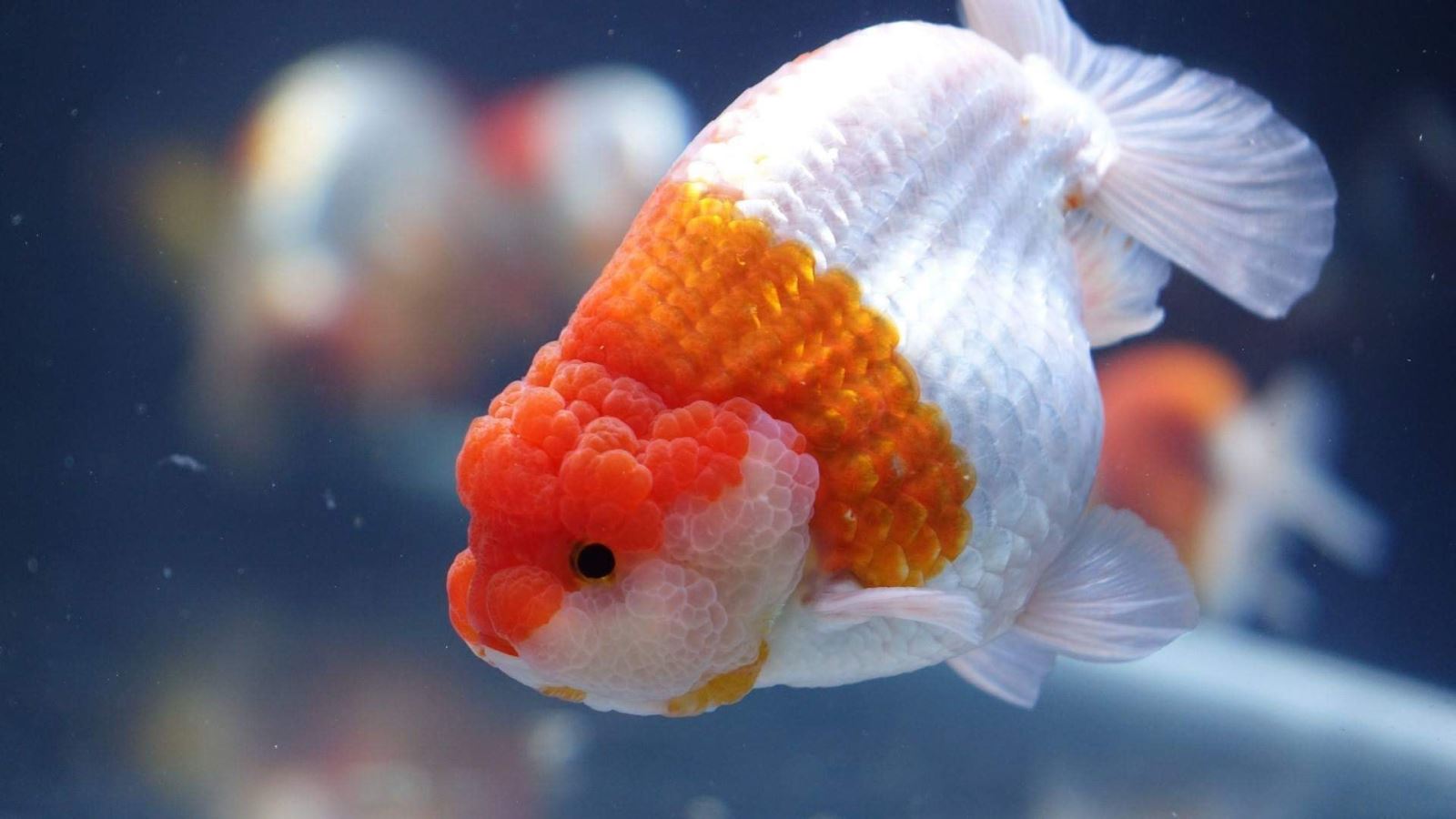 Cá Ranchu là gì? giá bao nhiêu? Có dễ nuôi không?
