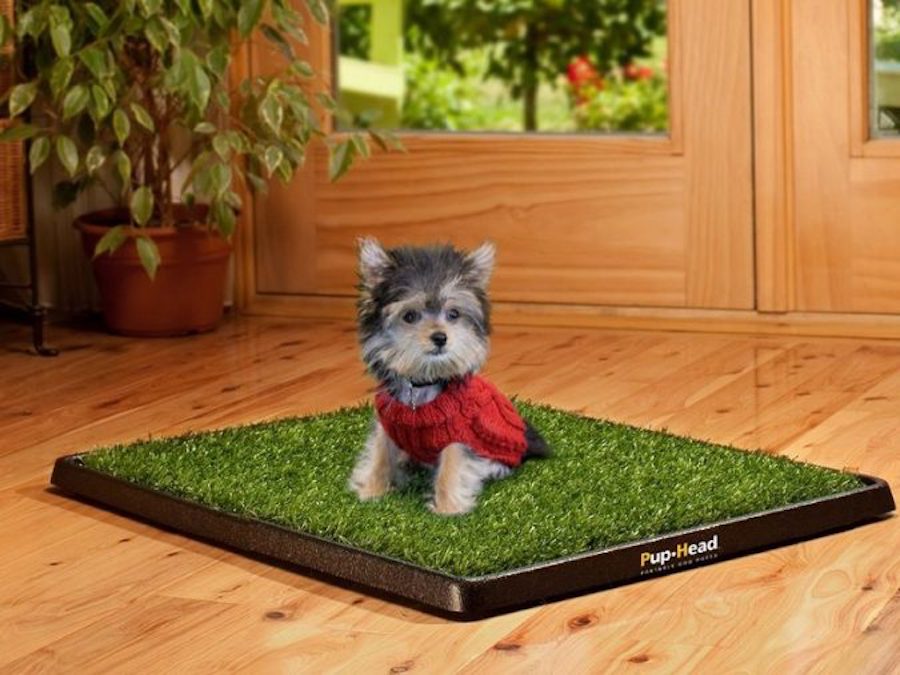 Khay vệ sinh cỏ nhân tạo cho chó