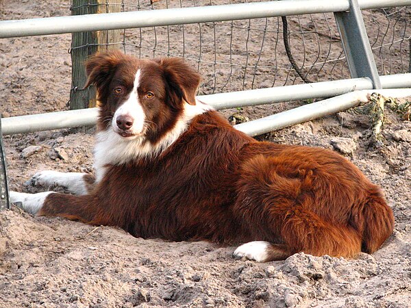 giống chó Australian Shepherd