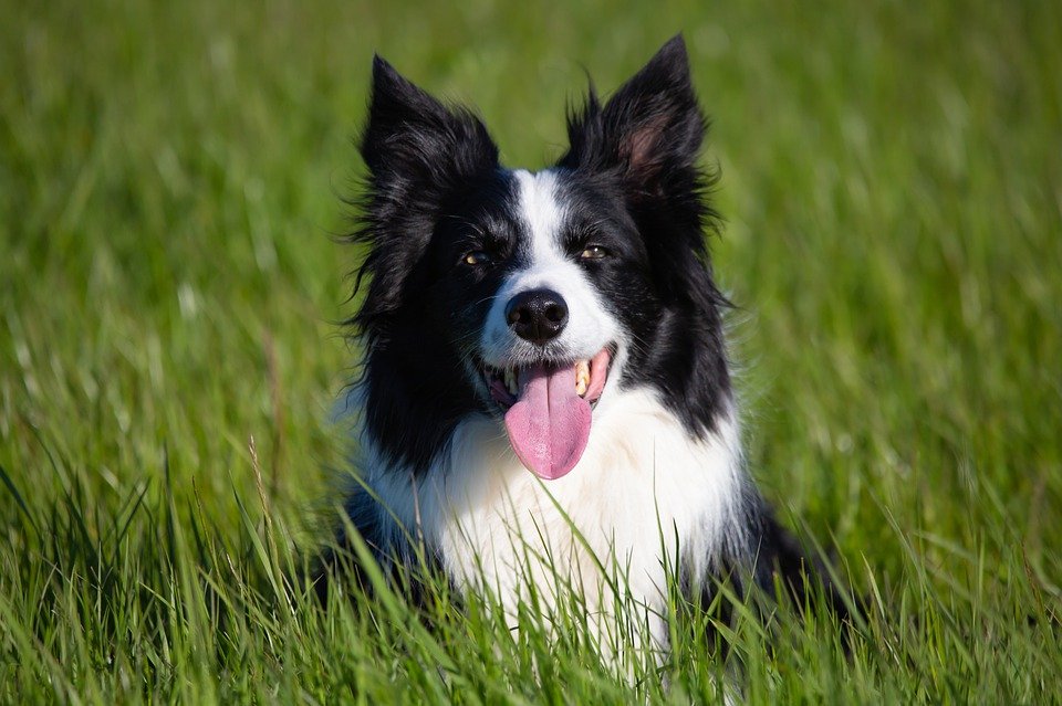 giống chó thông minh Border Collie