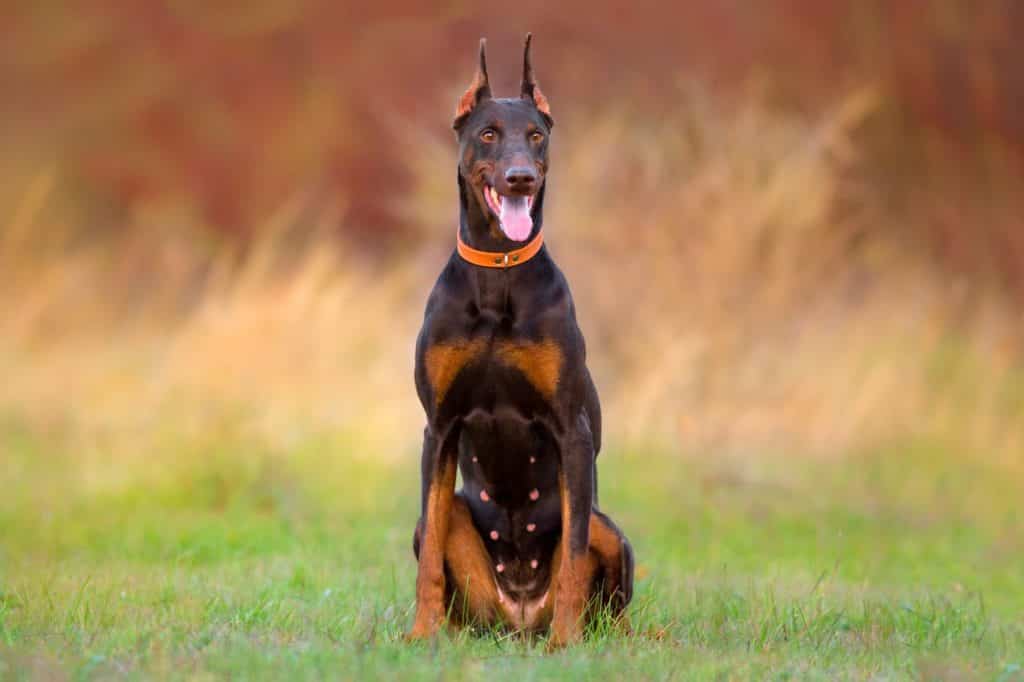 giống chó thông minh Doberman Pinscher