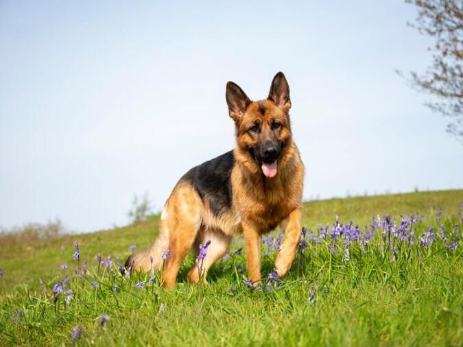 giống chó thông minh German Shepherd