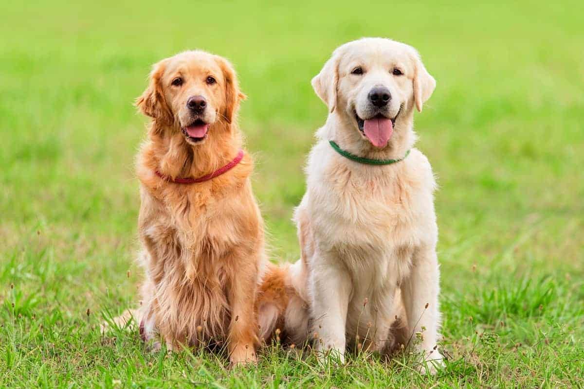 giống chó thông minh Golden Retriever