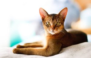 mèo Abyssinian