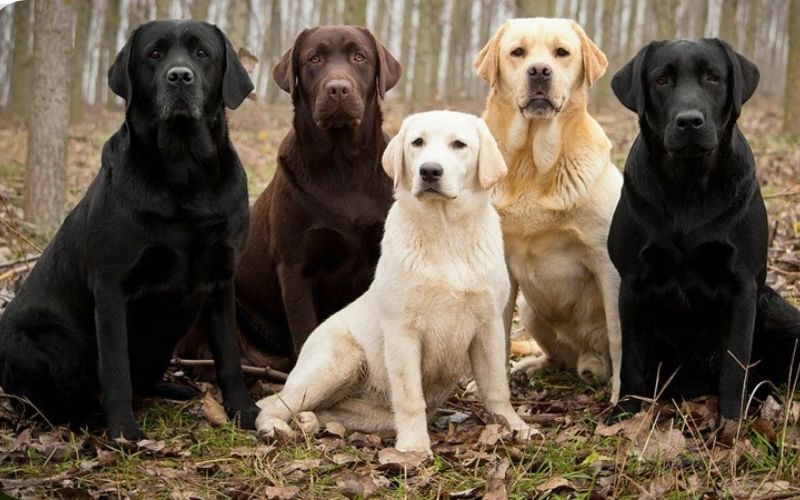 giống chó thông minh Labrador Retriever