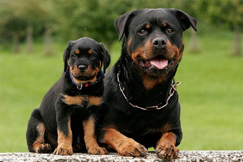 giống chó thông minh Rottweiler