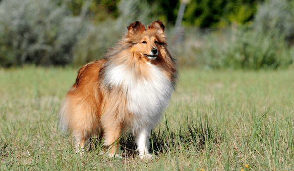 giống chó thôn minh Shetland Sheepdog